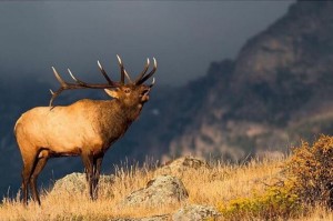 Elk bugles in Rocky Mountain National Park